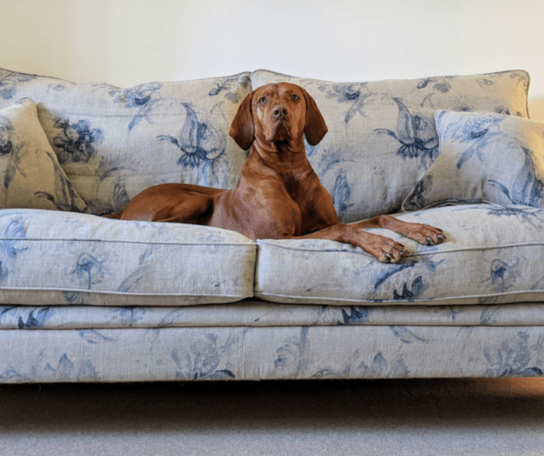 Discover our secrets for petfriendly sofas... Sofas & Stuff Blog