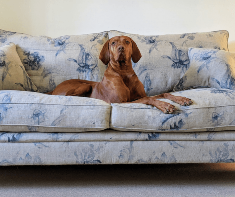 Labrador Rex on the Sofas & Stuff Aldingbourne sofa in Floral Linen Lela Mystery Indigo