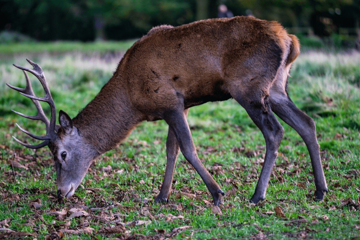 Tatton Park