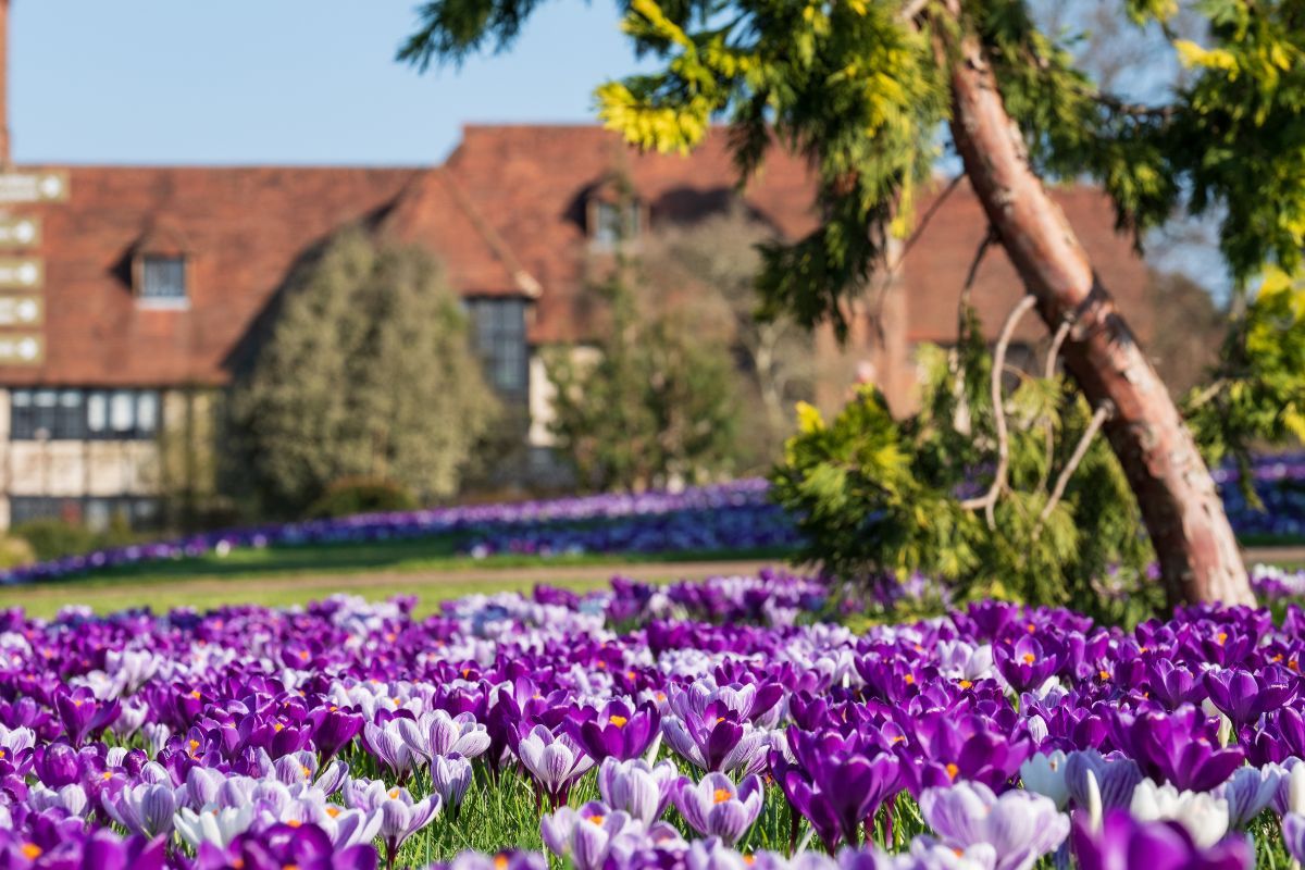 RHS Wisley Crocuses