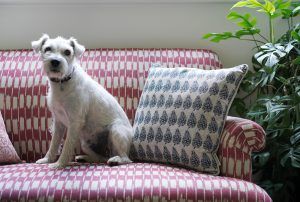 Pet-friendly furnishing fabrics and sofa