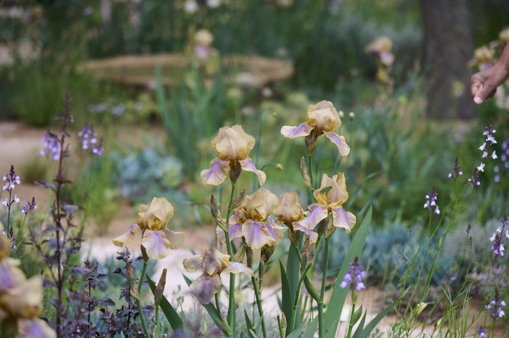 RHS Chelsea Flower Show 2024 - our guide to making the most of your visit -  Sofas & Stuff Blog
